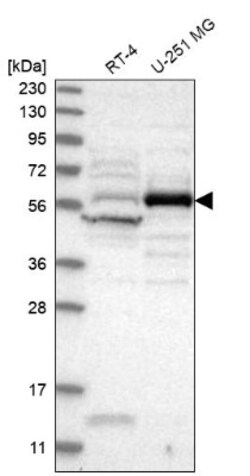 CEP55 Antibody, Novus Biologicals 0.1mL; Unlabeled:Antibodies, Polyclonal